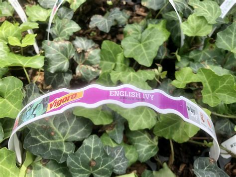 Fairfax County volunteer’s petition urging Home Depot to stop sales of