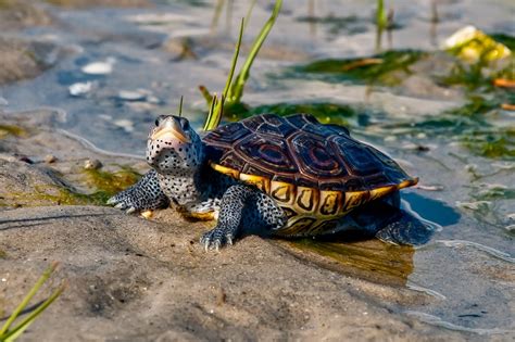 Freshwater Turtles And Terrapins Wildlifenyc