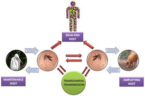 Japanese Encephalitis Je Virus Structure Life Cycle Pathogenesis