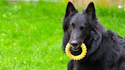 10 Things You Didnt Know About The Belgian Shepherd Groenendael