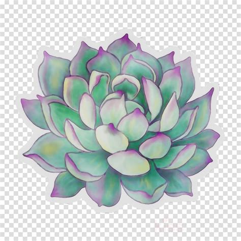 Succulent Clipart Transparent Background ~ Watercolor Cactus And