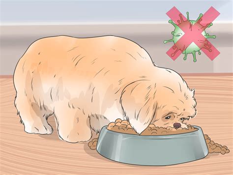 Ask your veterinarian which products she recommends, or visit the veterinary oral health council's. How to Treat Canine Periodontal Disease: 13 Steps (with ...