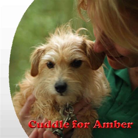 Dit vakantiehuis is voorzien van 2 slaapkamers. Kennels | Chetwynd Firs Boarding Kennels & Cattery
