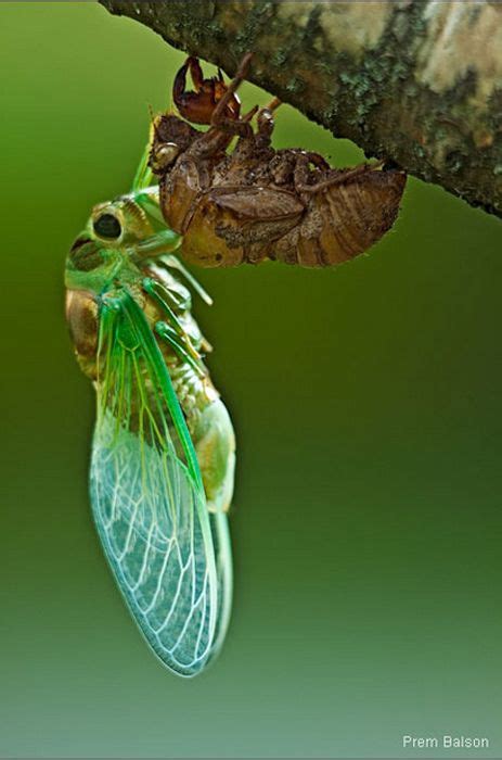Carapace is a dorsal upper section of the exoskeleton or shell in a number of animal groups the maxillary palps on a grasshopper function as a sensory organ. imgarcade.com - Cicada emerging from shell | Amazing ...