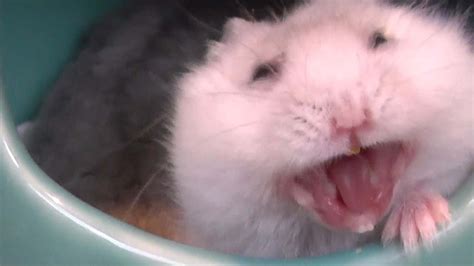 Dwarf Hamster Yawning Youtube