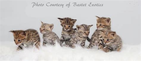 Truely lovely cattery's highland lynx kittens will be available for pick up on february 13 highland lynx have huge paws, some have extra toes, a mutation called polydactyl or poly for short. Forms - Rare and Exotic Feline Registry