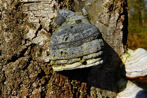 Old Birch Fungus Koen Bernaers Flickr