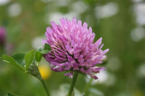Red Clover Wild Flower Seeds Native Bee Insect Friendly Garden Lawn