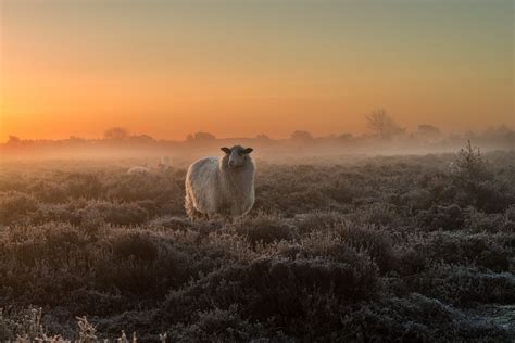 Sheep In The Early Morning Mist During Sunrise Photography Competitions