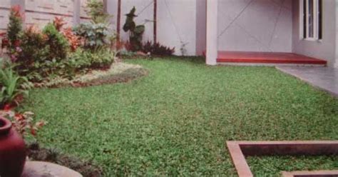 Dentl subiana dewl (1996) perbandingan konsentrasi asam indolasetat dalam rumput grinting dan rumput gajah di musim penghujan. RUMPUT BERMUDA ~ Rumput