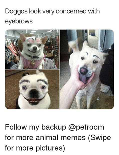 Doggos Look Very Concerned With Eyebrows Follow My Backup For More