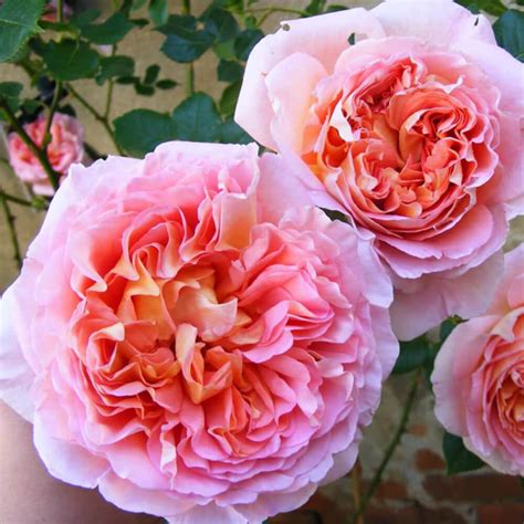 10 Loại Cây Hoa Hồng đẹp Nhất Và Cách Chăm Sóc để Ra Hoa Nhanh Khbvptr
