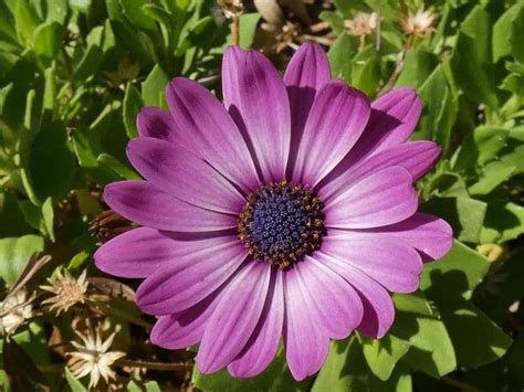 Maybe you would like to learn more about one of these? 28 Best Colorful Annual Flowers That Bloom All Year Round ...
