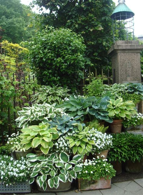 Image Result For Beautiful Hosta Gardens Shade Garden Shade Plants