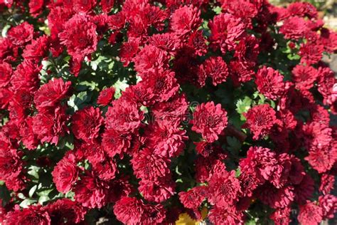 Many Bright Red Flowers Of Chrysanthemums Stock Photo Image Of Leaf