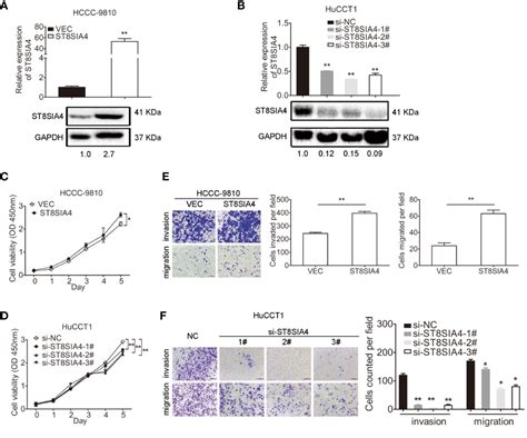 frontiers mir 144 5p and mir 451a inhibit the growth of cholangiocarcinoma cells through