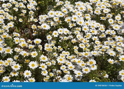 White Camomile Flowers Stock Photo Image Of Closeup 39818658