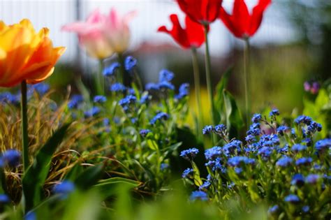 Spring Free Stock Photos Rgbstock Free Stock Images Anyone71