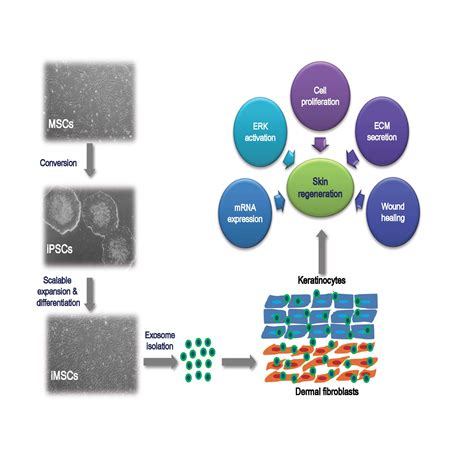 Ijms Free Full Text Exosomes Secreted From Induced Pluripotent Stem