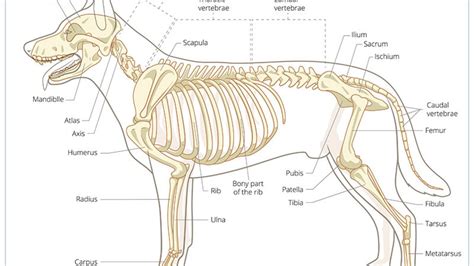 It is the methodology used for. How Many Bones Does A Dog Have? - Pets Tutorial