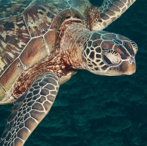 Sea Turtle Happy Turtle Turtle Love Nikon Photography Underwater