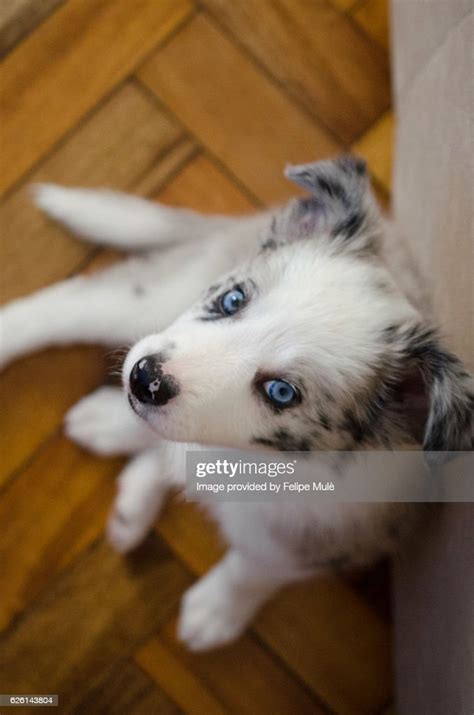 Blue Merle Border Collie Puppy High Res Stock Photo Getty Images