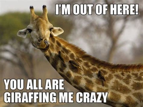 I Am Out Of Here You All Are Giraffing Me Crazy Funny Giraffe