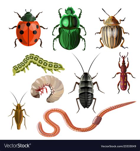 Set Different Insects Royalty Free Vector Image