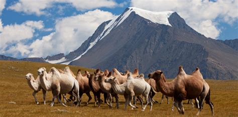 Altai Tavan Bogd National Park Western Mongolia