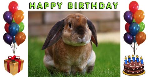 rabbit illustrated birthday celebration card
