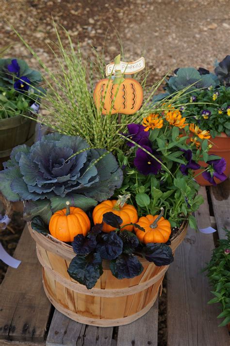 Fall Patio Pots With Pumpkins Fall Container Gardens Fall Patio