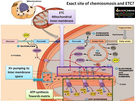 Chemiosmosis And Atp Synthesis In Cellular Respiration Step By Step