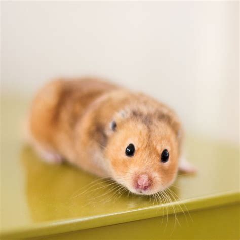 73 Best Images About Hamsters On Pinterest Long Haired Hamster Satin