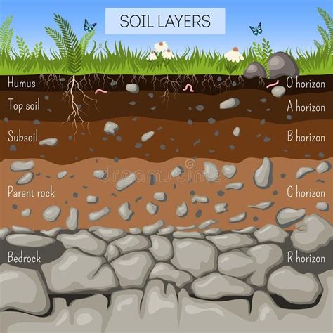 Soil Layers Diagram With Grass Earth Texture Stones Plant Roots