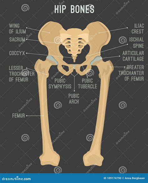 Human Hip Bones Stock Vector Illustration Of Adult 109174790