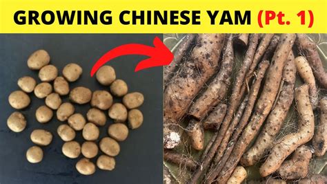 Grow Chinese Yam Cinnamon Vine Shan Yao Discorea Health Benefits Part 1 Youtube
