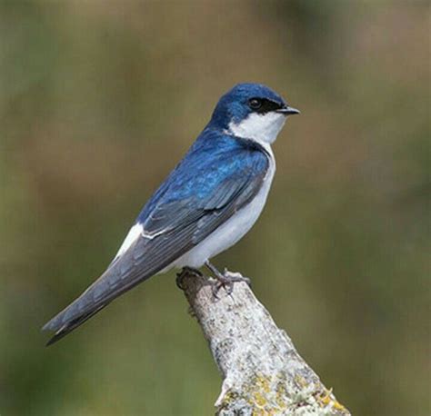 Golondrina Chilena Tachycineta Meyeni Aves Fotos De Aves Pajaros