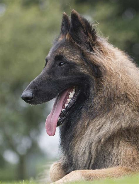 Herding At Work Dog Breeds Belgian Shepherd Dogs
