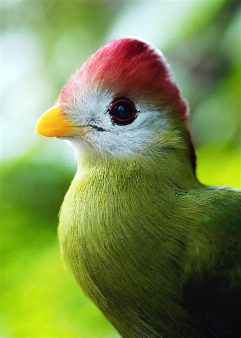 15 Of The Most Beautiful Birds In The World Pictures Videos