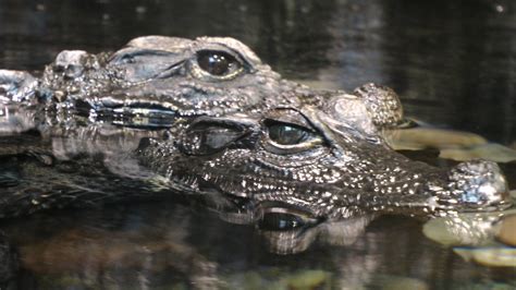 Two Crocodiles In Water Free Stock Photo Public Domain Pictures