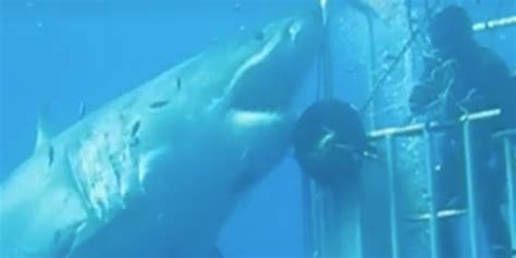 Worlds Largest Shark Caught On Camera Attacking Cage And Its Terrifying Largest Shark