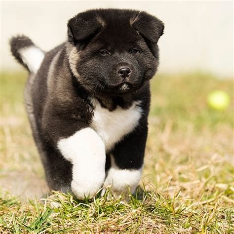 Japanese Akita Puppy Black I Want To Moveto