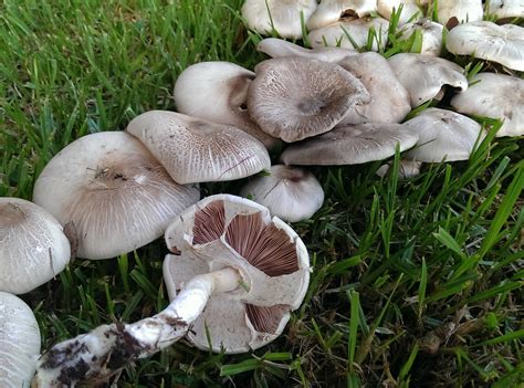 Edible Mushrooms Seasoned Advice