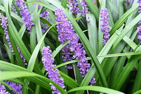 12 Best Companion Plants For Liriope And The Worst Growingvale