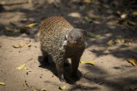Keeping A Mongoose A Snakes Worst Nightmare As A Pet Pet Ponder