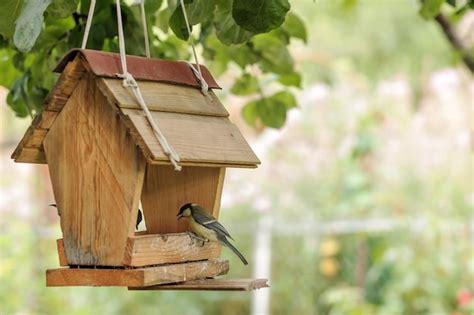 Premium Photo Bird Feeding At Backyard Feeder