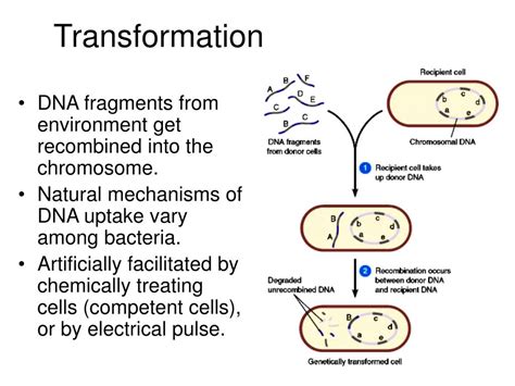 Ppt Genetic Variability In Bacteria Powerpoint Presentation Free Free