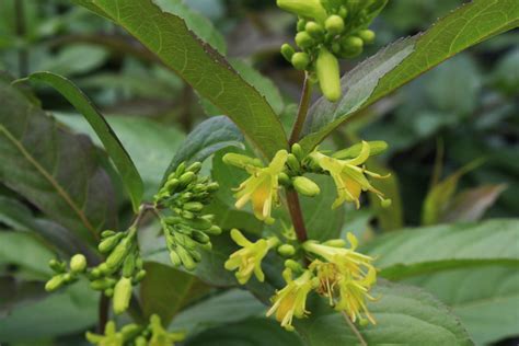 Bush Honeysuckle — Ontario Native Plant Nursery | Container Grown ...