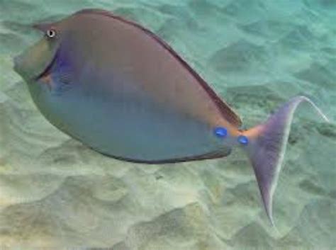 Bluespine Unicornfish Information And Picture Sea Animals