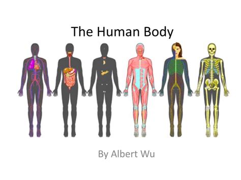 PPT - The Human Body PowerPoint Presentation, free download - ID:2148179